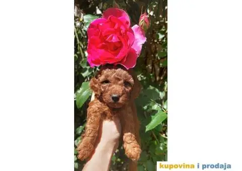 Prva Klasa PUDLI - 6/7