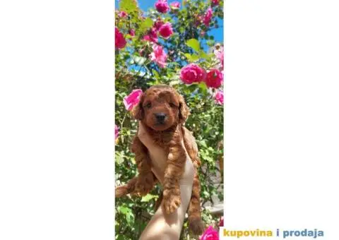 Prva Klasa PUDLI - 7/7