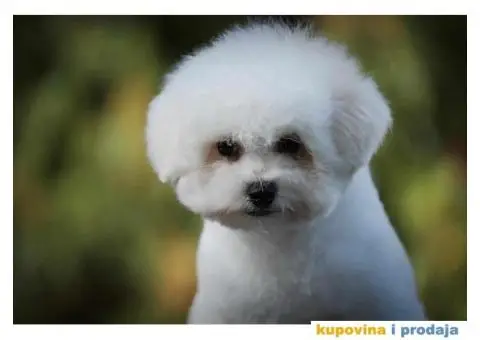 Kovrdžavi bišon muško štene - 1/7