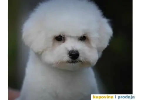 Kovrdžavi bišon muško štene - 2/7