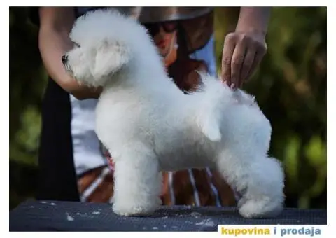 Kovrdžavi bišon muško štene - 3/7