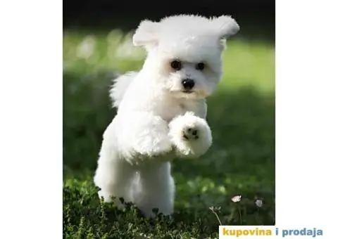 Kovrdžavi bišon muško štene - 4/7