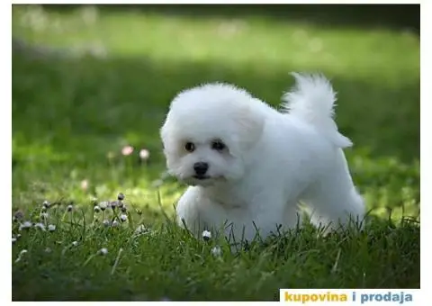 Kovrdžavi bišon muško štene - 5/7