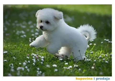 Kovrdžavi bišon muško štene - 6/7