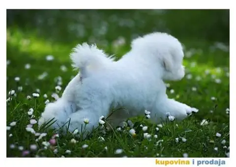 Kovrdžavi bišon muško štene - 7/7