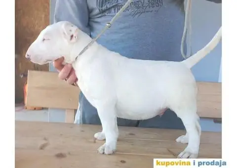 Standard Bull Terijer štenci - 2/7