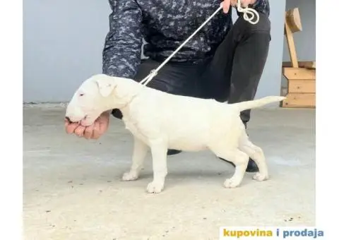Standard Bull Terijer štenci - 3/7