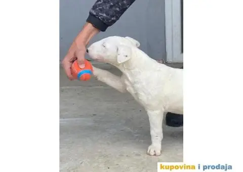 Standard Bull Terijer štenci - 4/7