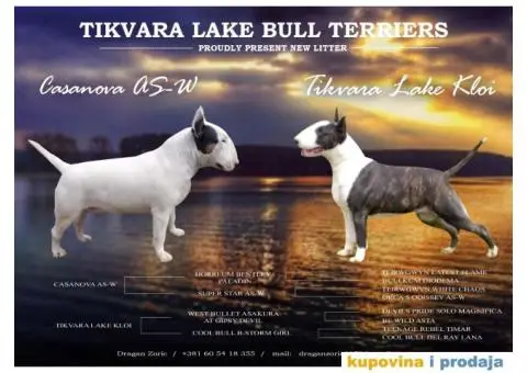 Standard Bull Terijer štenci - 5/7