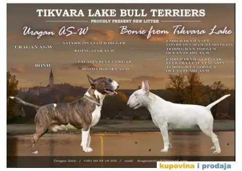 Standard Bull Terijer štenci - 6/7