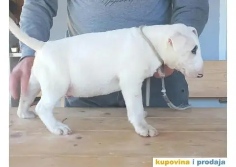 Standard Bull Terijer štenci - 7/7