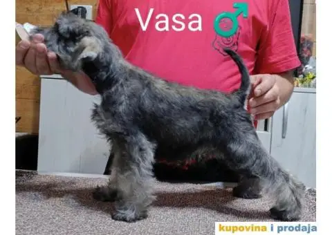 Patuljasti šnaucer stenci - 1/3