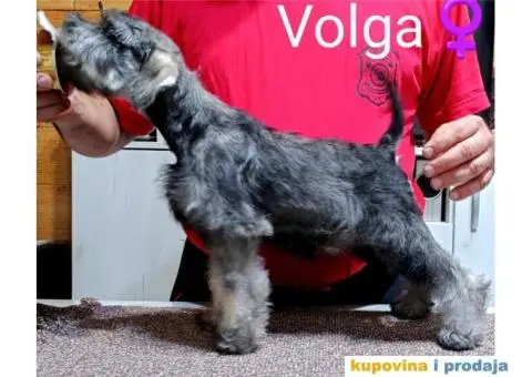 Patuljasti šnaucer stenci - 2/3