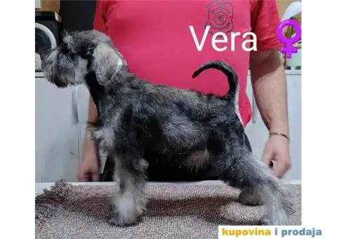 Patuljasti šnaucer stenci - 3/3