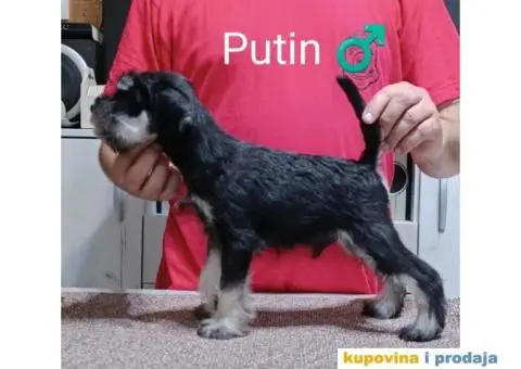 Patuljasti Šnaucer crno srebrni štenci - 1/4