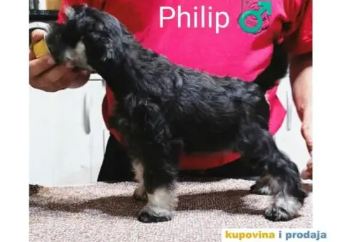 Patuljasti Šnaucer crno srebrni štenci - 2/4