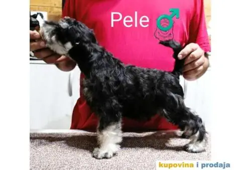 Patuljasti Šnaucer crno srebrni štenci - 3/4