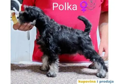 Patuljasti Šnaucer crno srebrni štenci - 4/4
