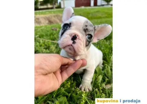 Francuski buldog