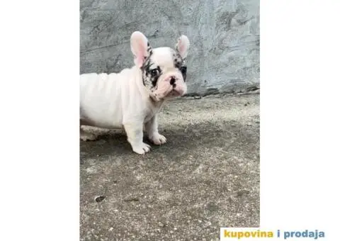 Francuski buldog - 2/2
