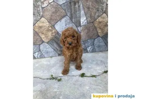 Crvene patuljaste pudle - 1/6