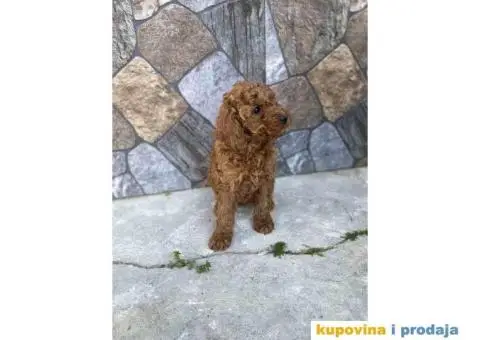 Crvene patuljaste pudle - 2/6