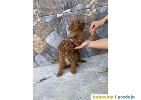 Crvene patuljaste pudle - 3/6