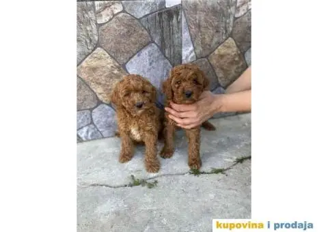 Crvene patuljaste pudle - 4/6