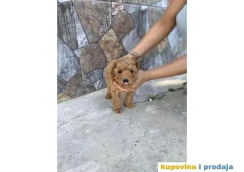 Crvene patuljaste pudle - 5/6