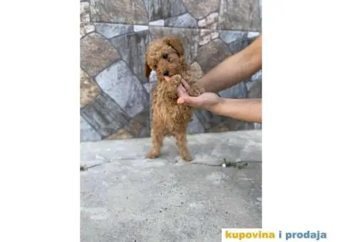 Crvene patuljaste pudle - 6/6