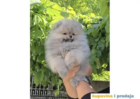 Pomeranac prelepi stenci - 2/7