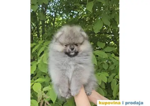 Pomeranac prelepi stenci - 3/7