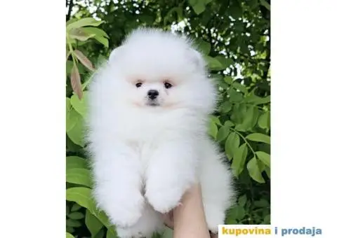 Pomeranac prelepi stenci - 4/7