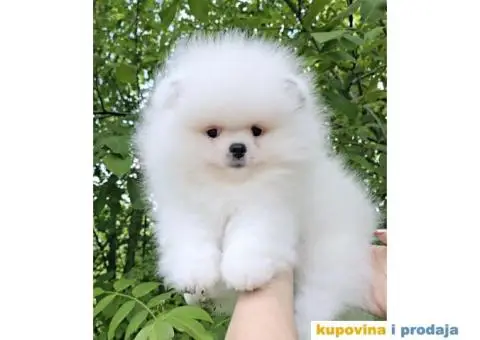 Pomeranac prelepi stenci - 5/7