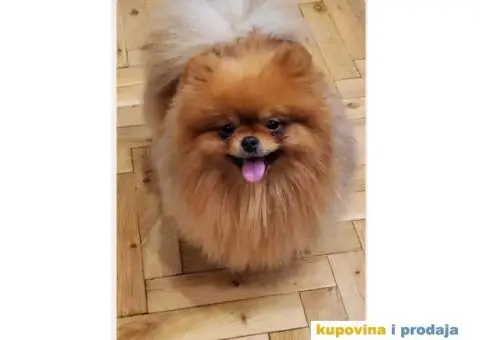 Pomeranac prelepi stenci - 7/7