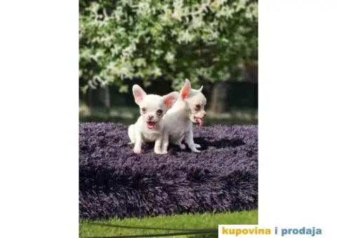 Mikro Civave spremne za preuzimanje - 1/10