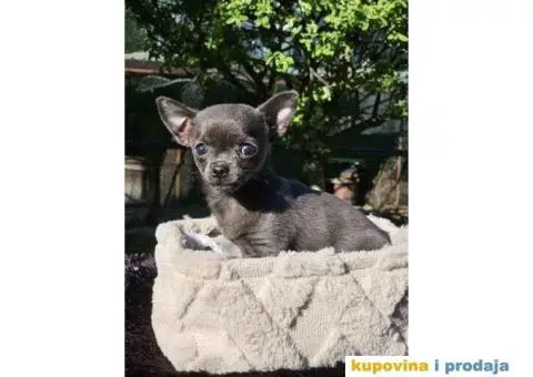 Mikro Civave spremne za preuzimanje - 2/10