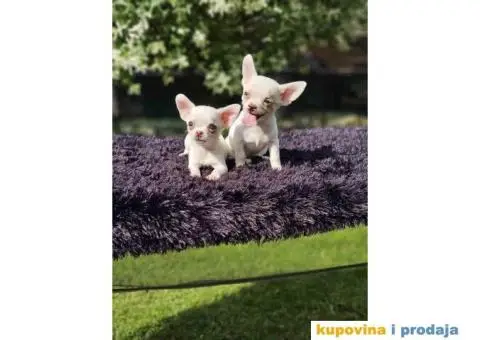 Mikro Civave spremne za preuzimanje - 3/10