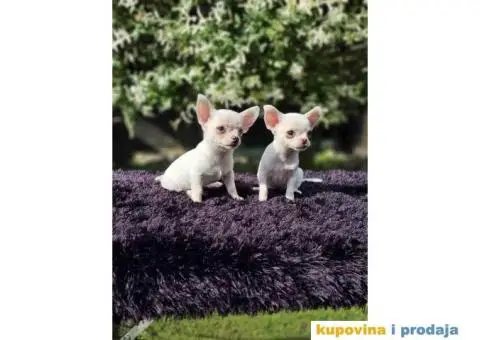 Mikro Civave spremne za preuzimanje - 4/10