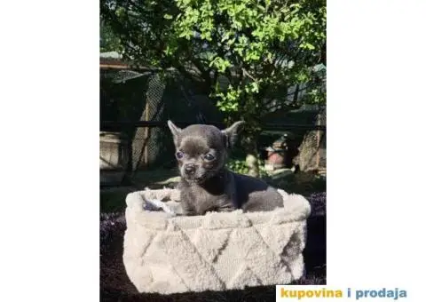 Mikro Civave spremne za preuzimanje - 5/10