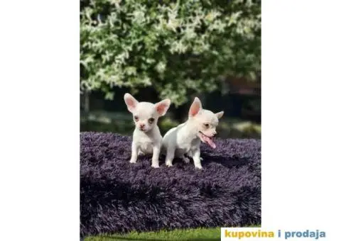 Mikro Civave spremne za preuzimanje - 6/10