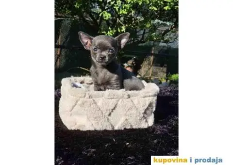 Mikro Civave spremne za preuzimanje - 7/10