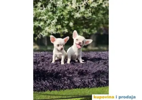 Mikro Civave spremne za preuzimanje - 8/10