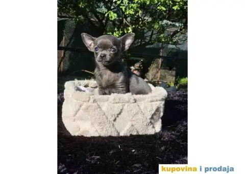 Mikro Civave spremne za preuzimanje - 9/10