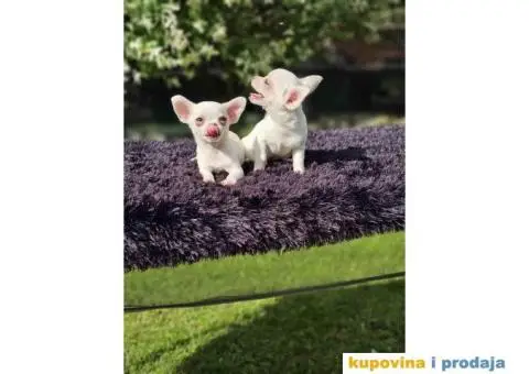 Mikro Civave spremne za preuzimanje - 10/10