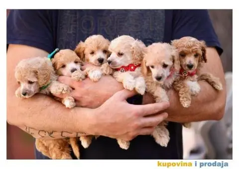 Aprikot pudla prelepi stenci - 1/8