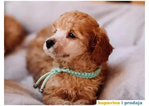 Aprikot pudla prelepi stenci - 2/8