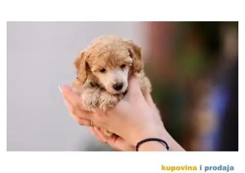 Aprikot pudla prelepi stenci - 3/8