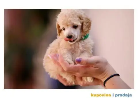 Aprikot pudla prelepi stenci - 4/8