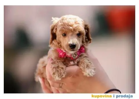 Aprikot pudla prelepi stenci - 5/8